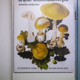Selon la police, des Amanites phalloïdes sont à l'origine des décès (image d'illustration).